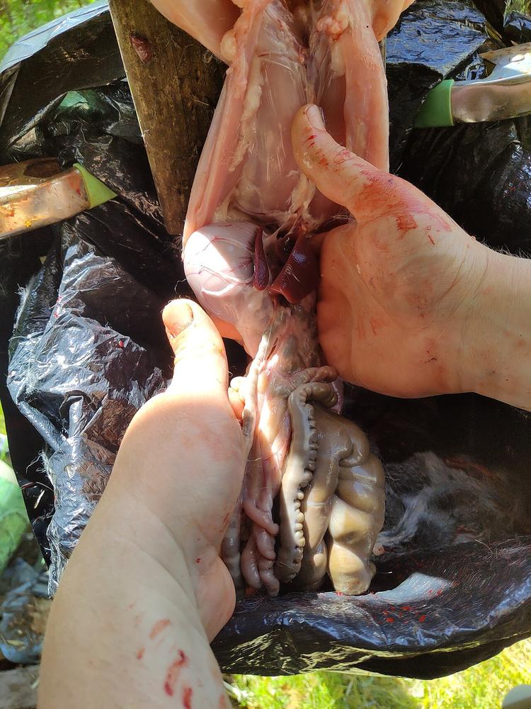 Pulling the guts out of a rabbit