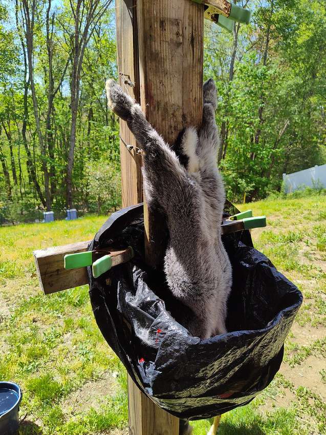 A rabbit hung by its back legs, ready to clean