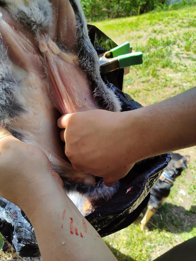 Loosening a rabbit's skin from the meat with the fingers