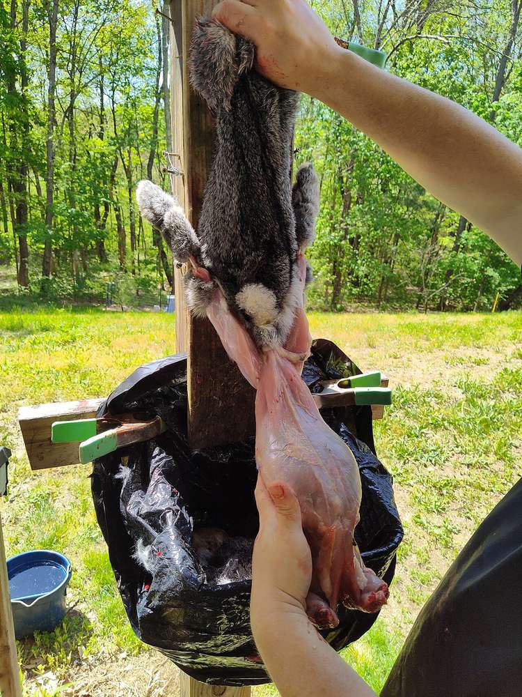 Pulling the skin down off a hanging rabbit