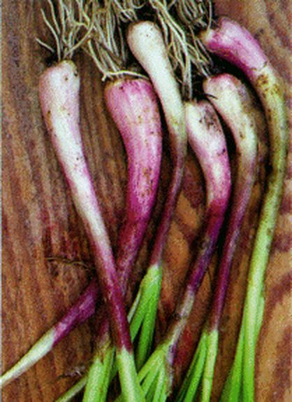 Wild onions pulled from the ground, showing white and purple bulbs and roots