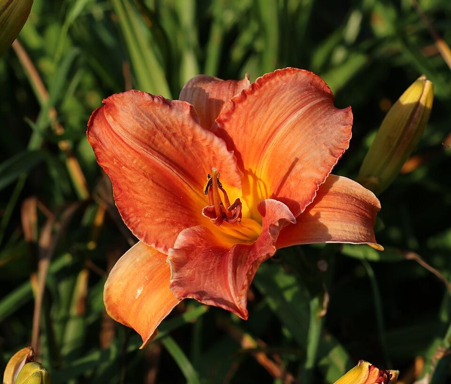 An orange daylily flower; the tubers grow under clumps like this