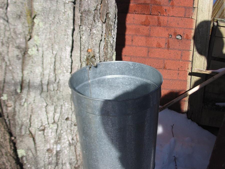 A tapped maple tree with a bucket hanging from the spout