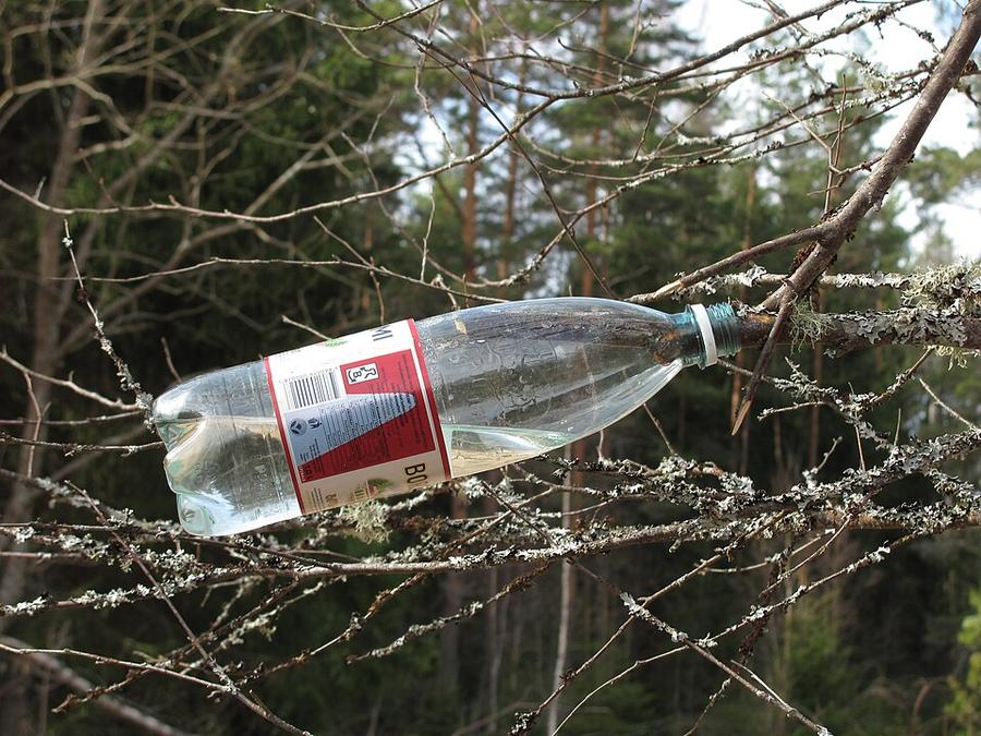 A bottle tied to a cut birch branch to catch the sap