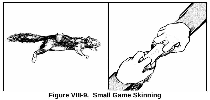 Drawing: a squirrel, then hands pulling its skin off in two directions