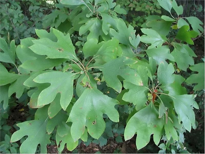 Sassafras leaves, some shaped like mittens