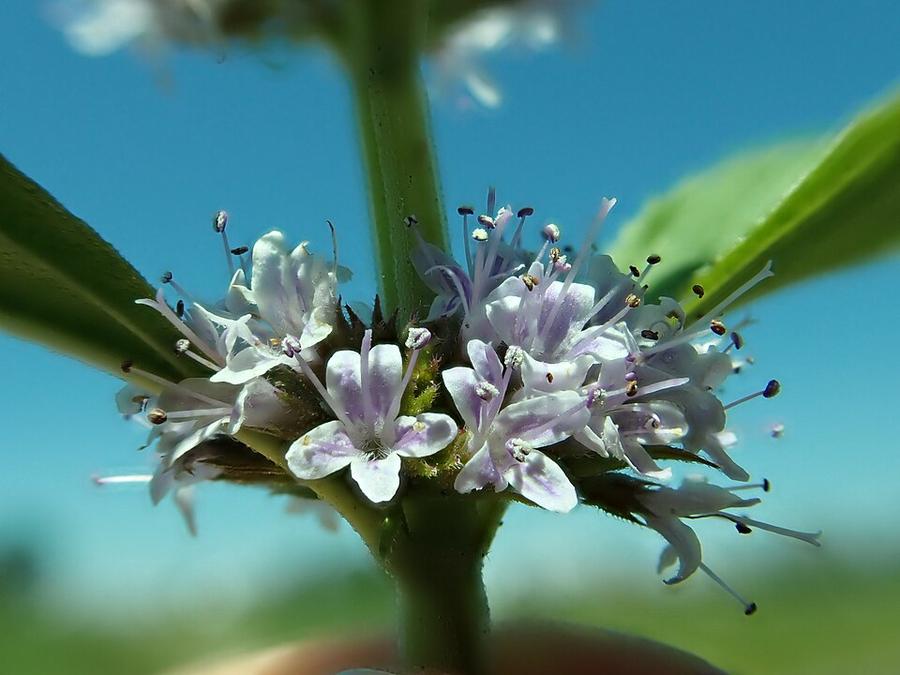 Wild mint: small flowers circle the stem above pairs of leaves