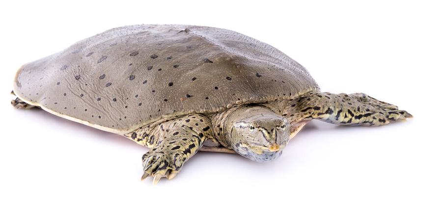 A spiny softshell turtle: a flat, leathery shell and a long, pointed snout